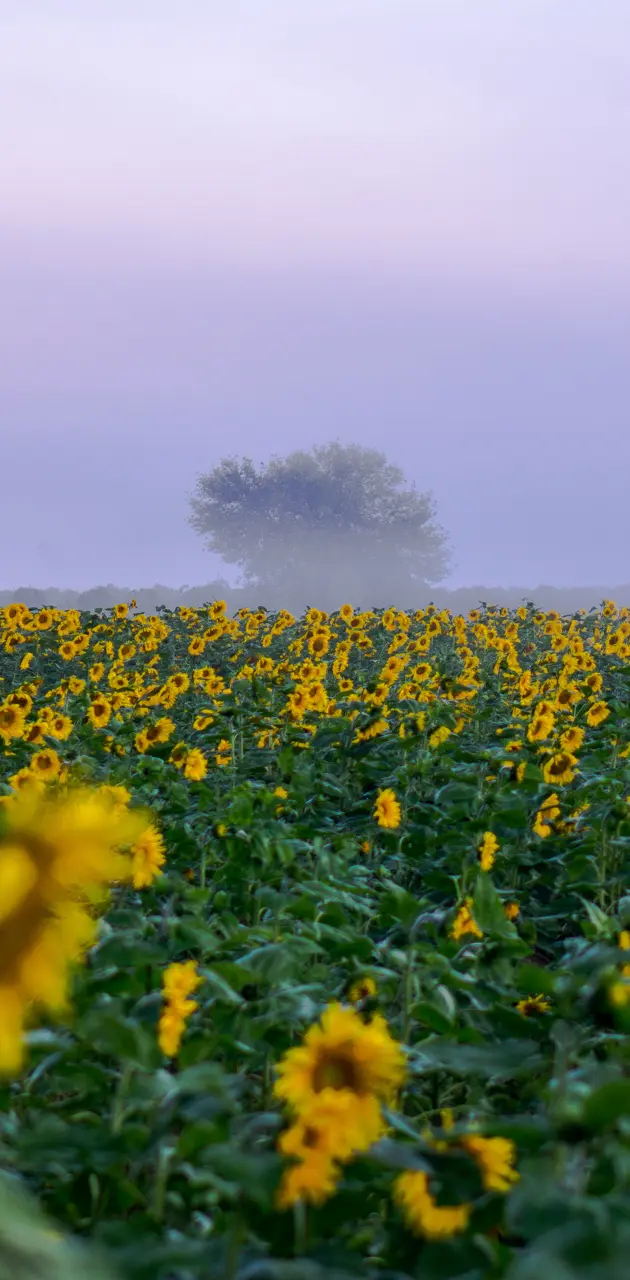 Sunflowers morning