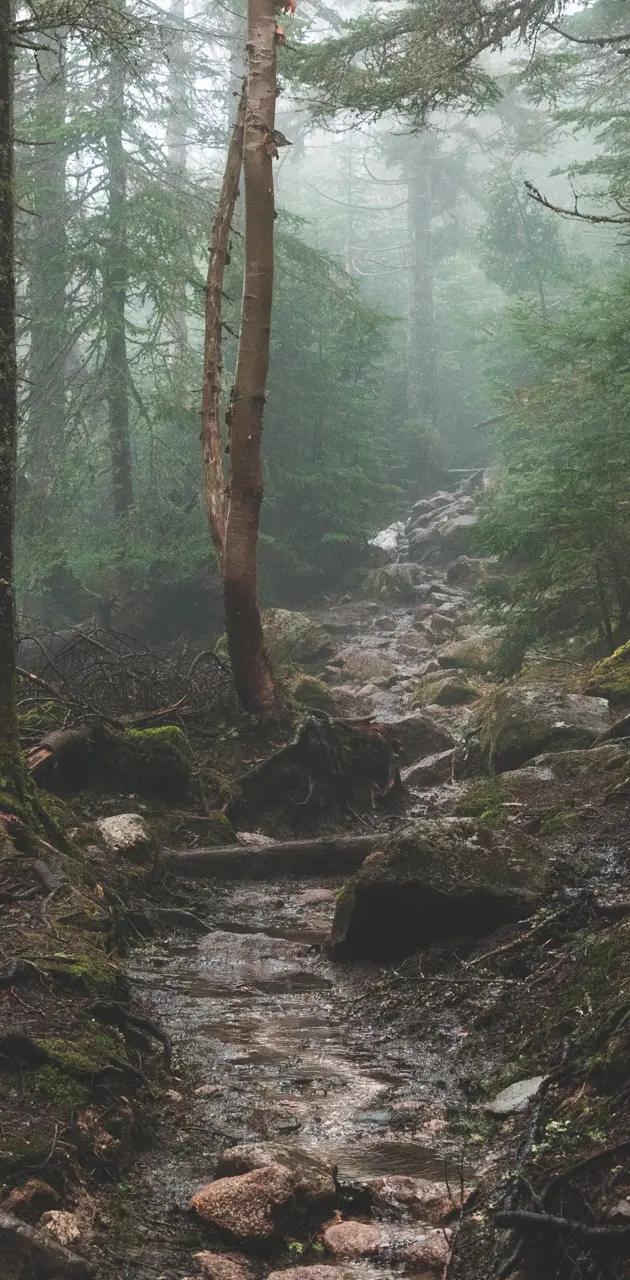 Misty Creek