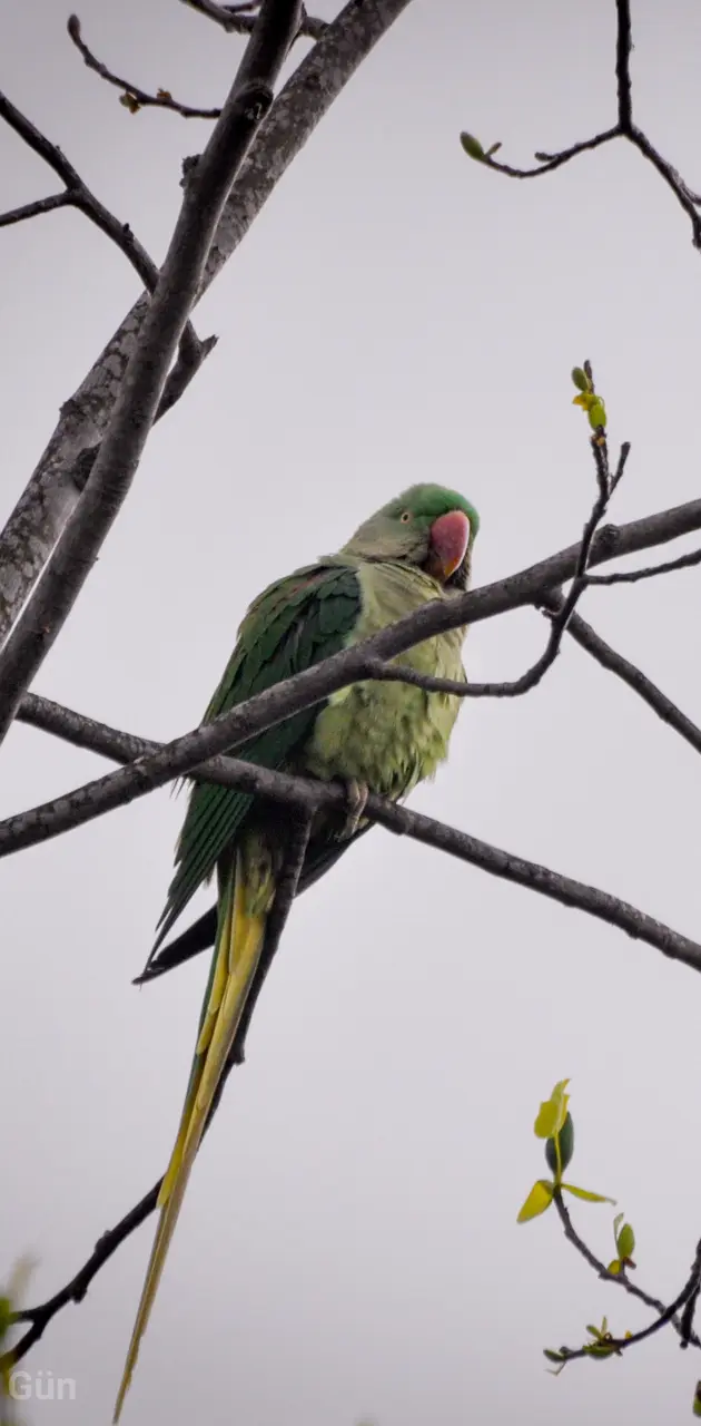 Green Parrot 2
