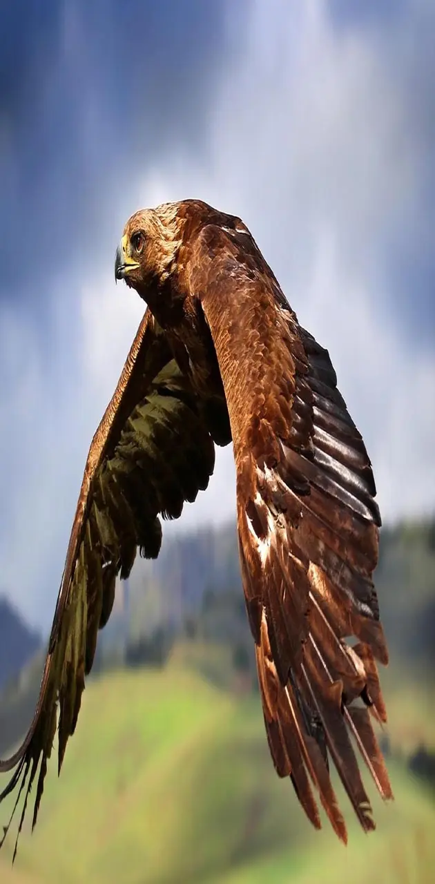 Eagle flying
