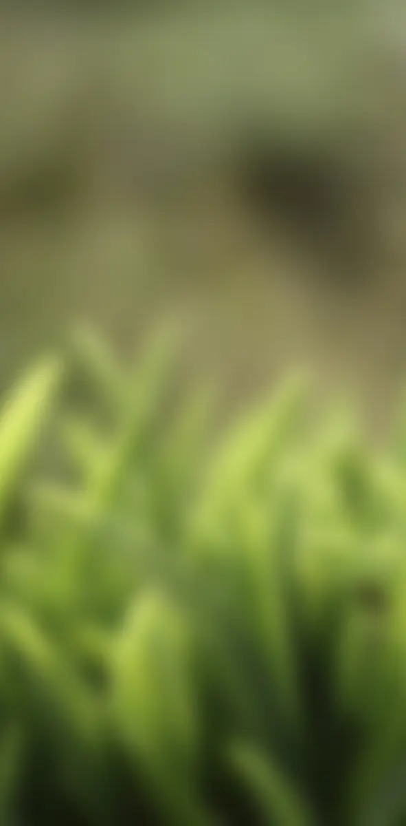 Green Grass Blur