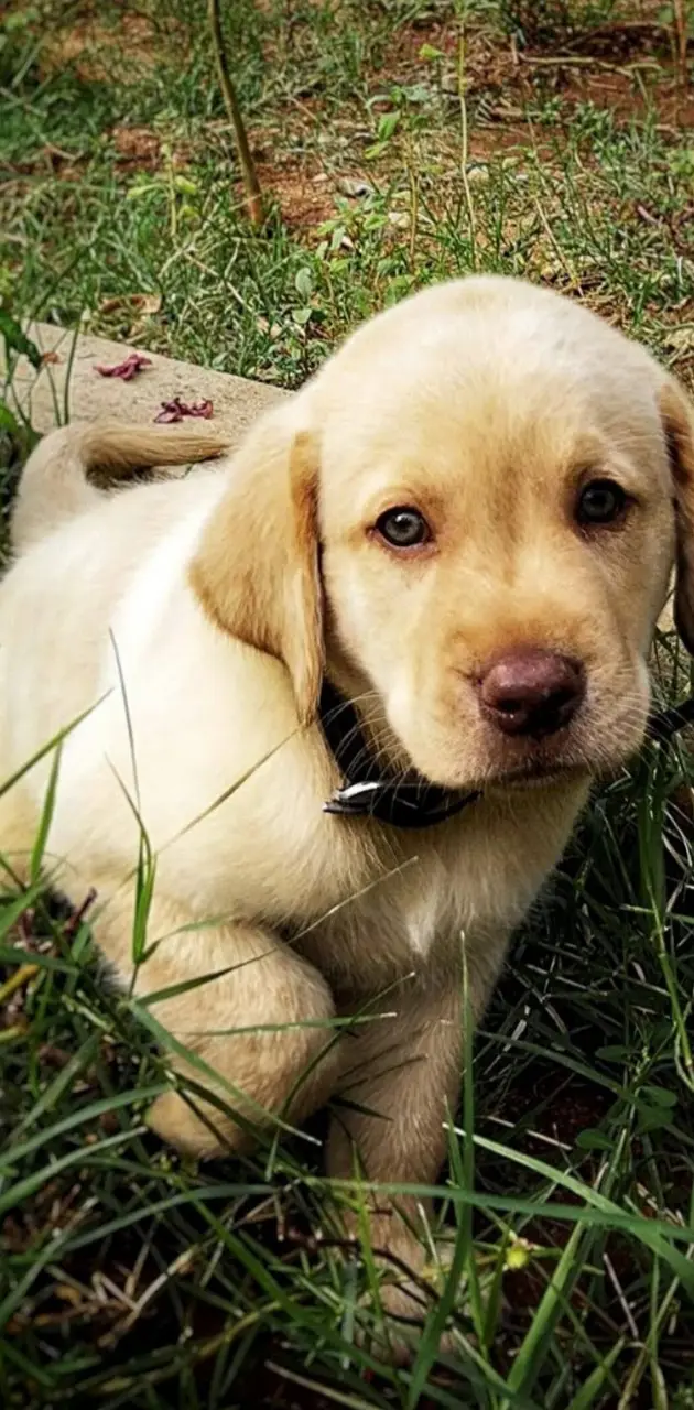 Labrador puppy 