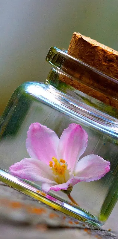 Flower In Bottle