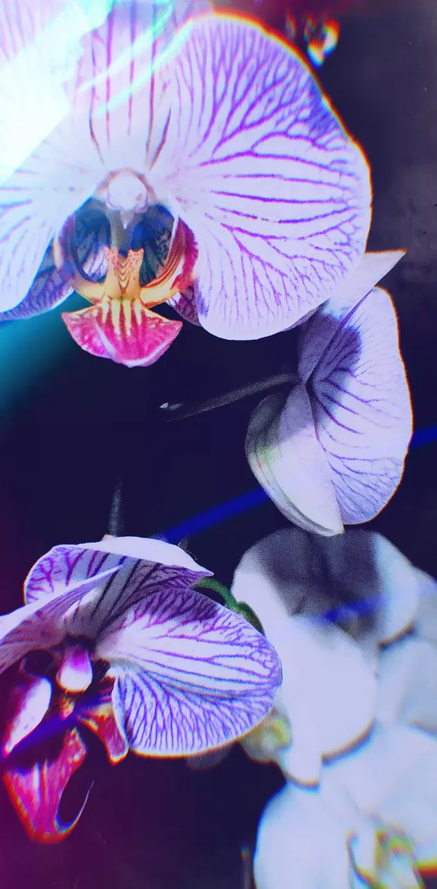 Colorful Orchid 