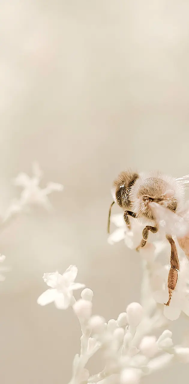 Bee flight