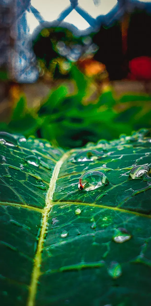 Rainy leaf