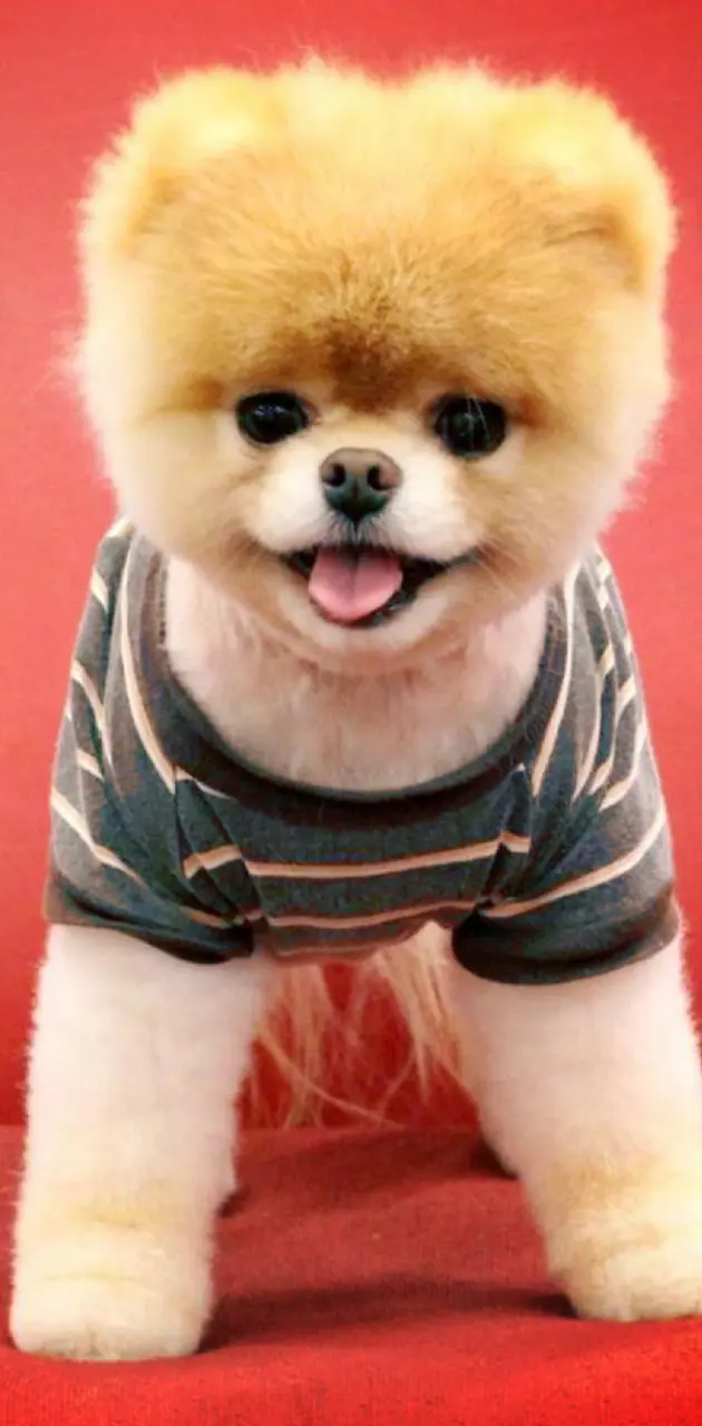 Cutest Pup Boo