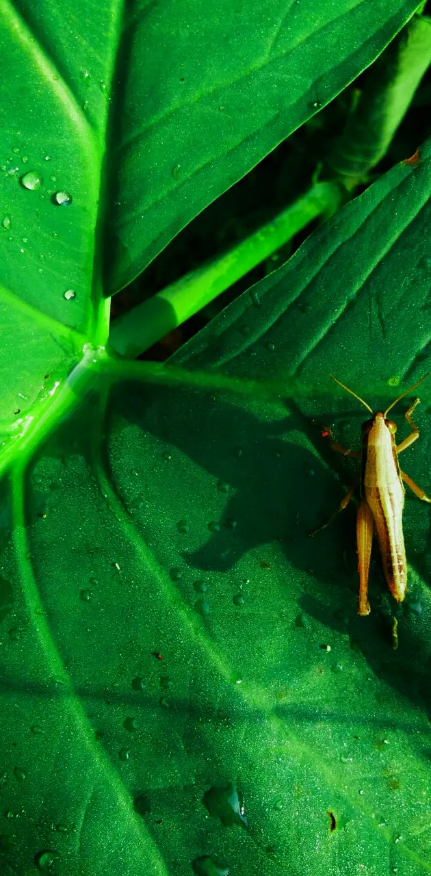 insect on leaf