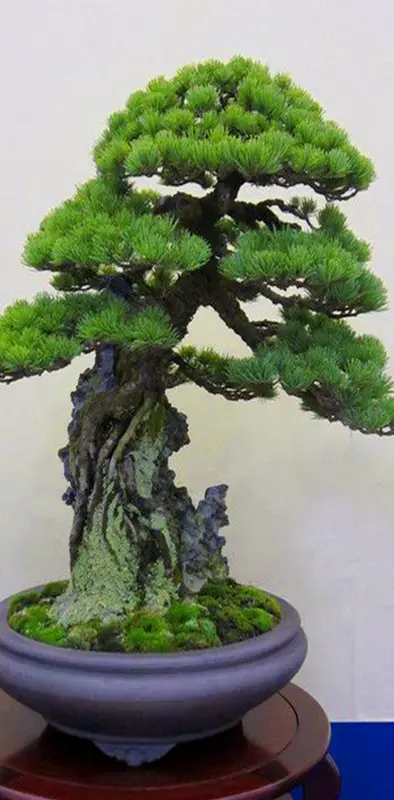 Bonsai vase tree