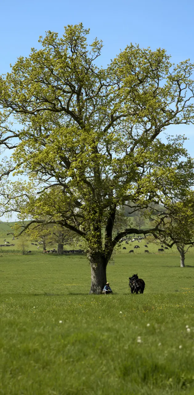 Horse Tree