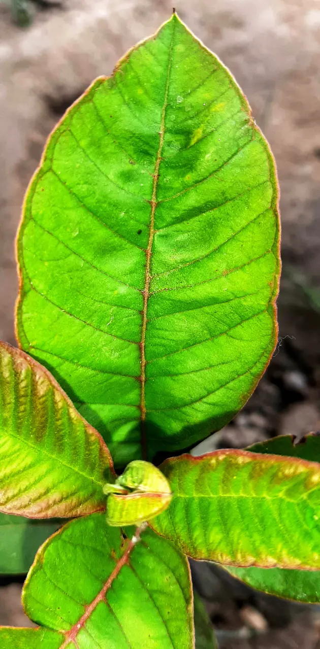 Guava leafs