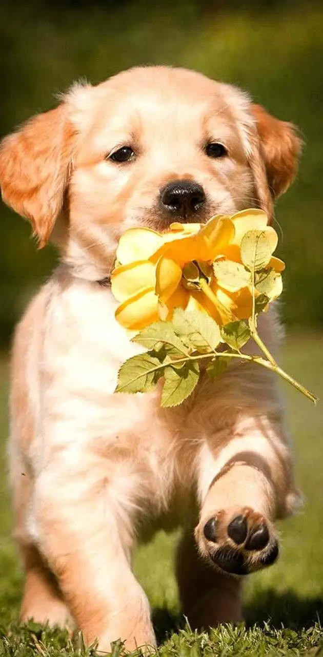 Flower puppy