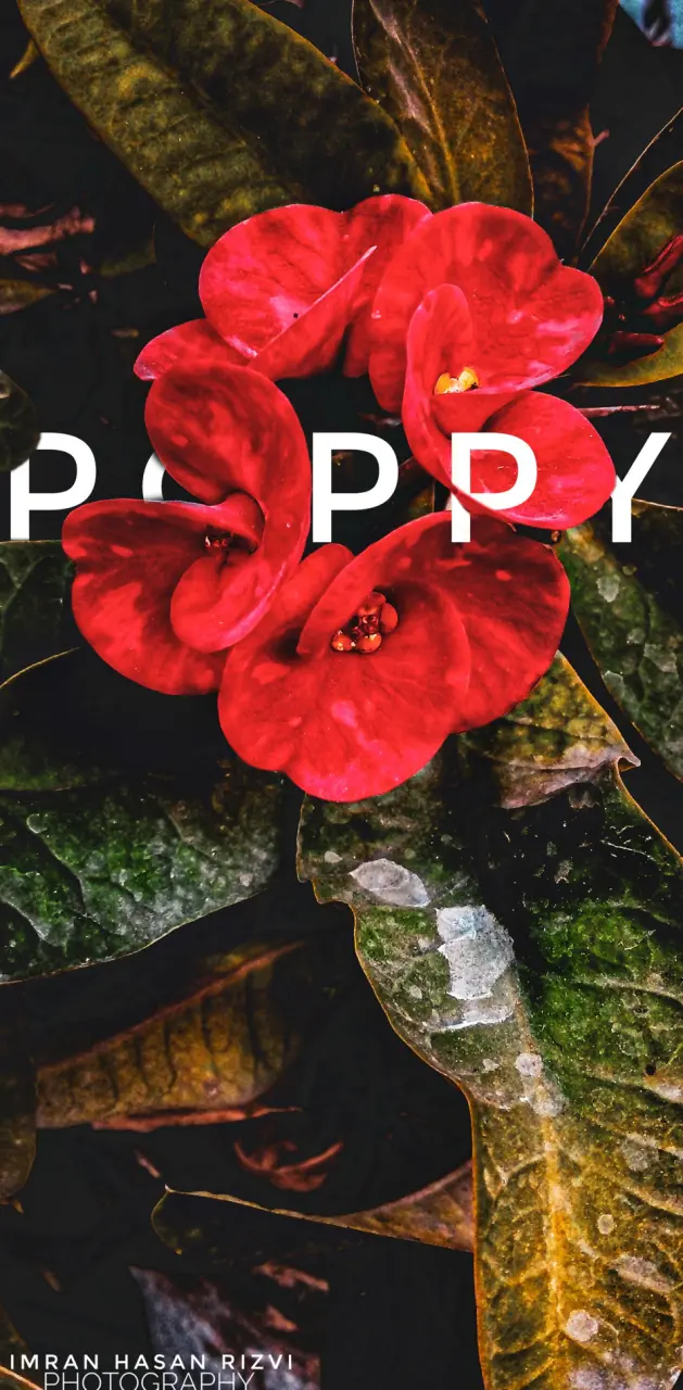 Poppy plant