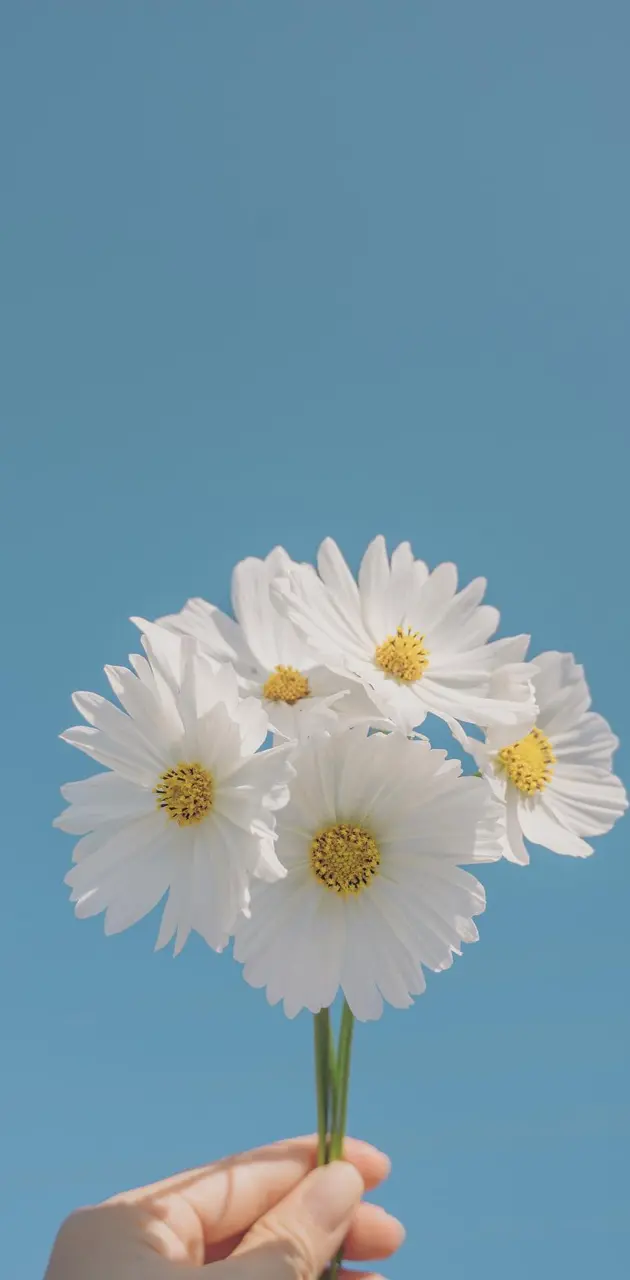White Flowers 
