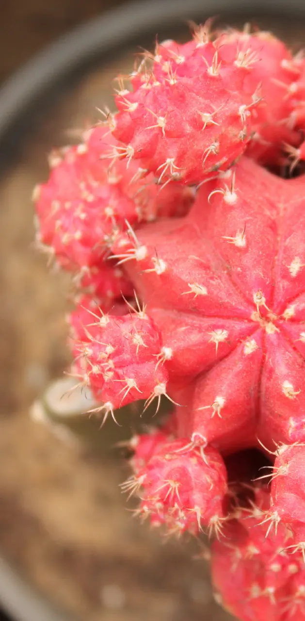 Red cactus 2