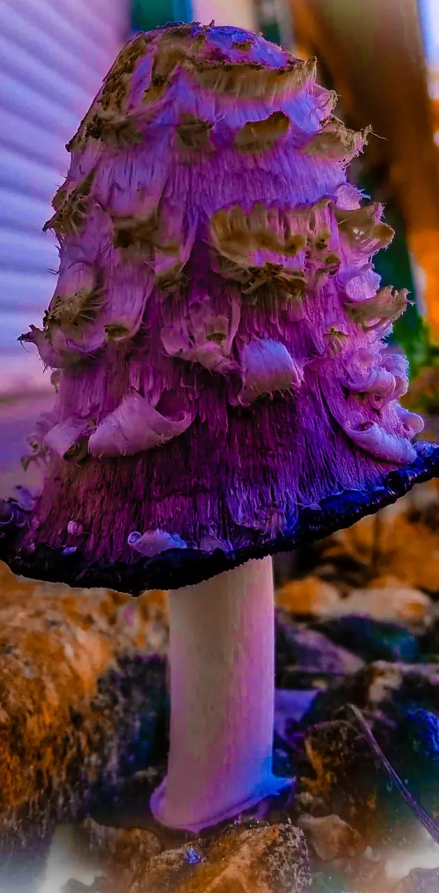 Purple Shrooms