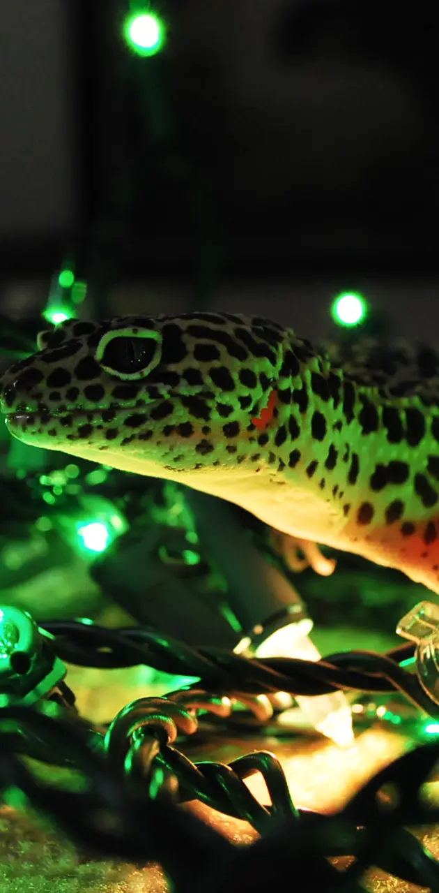 Christmas Gecko