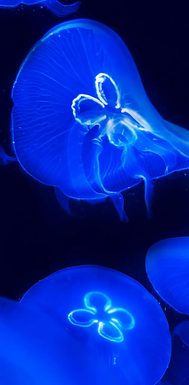 Blue JellyFish