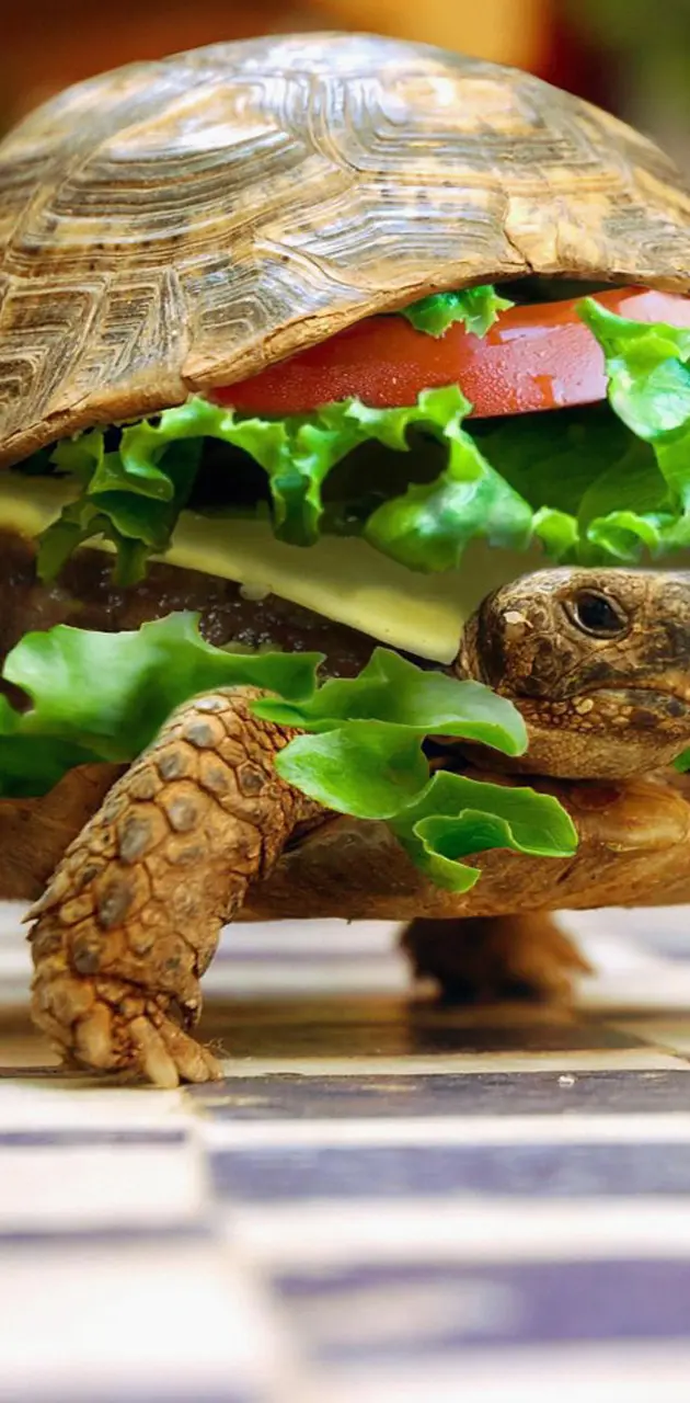 Cheese Turtle Burger