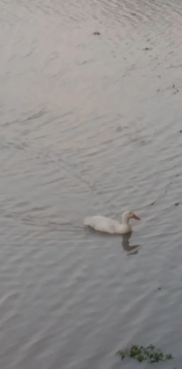 White duck swiming