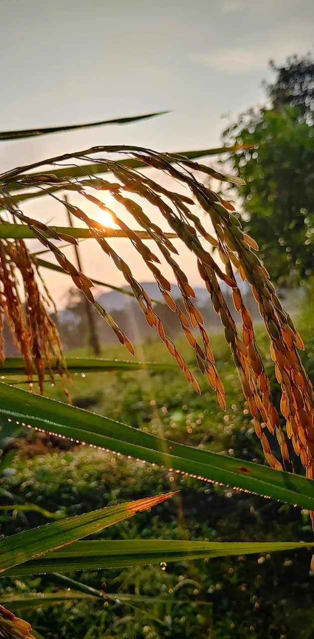 Rice plant India