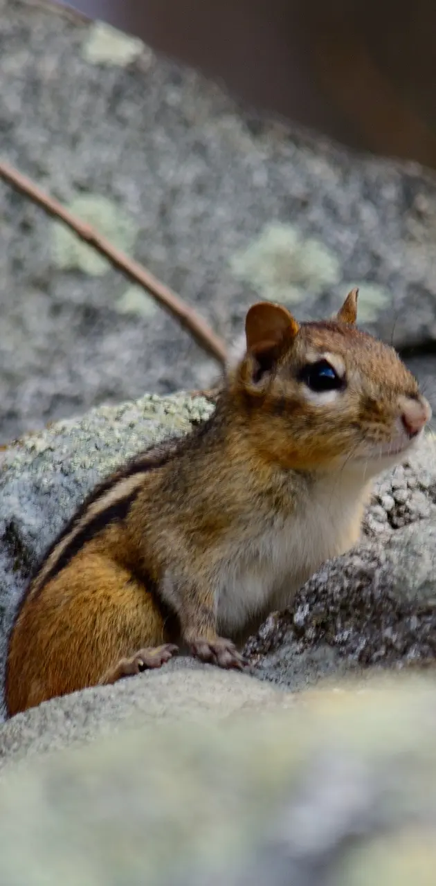 Chipmunk2