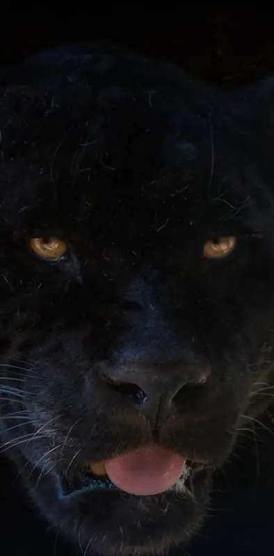 face of the panther