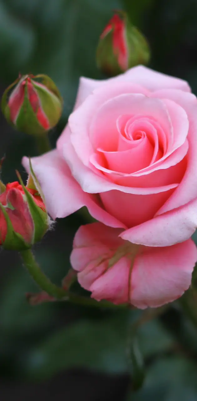 my pink rose