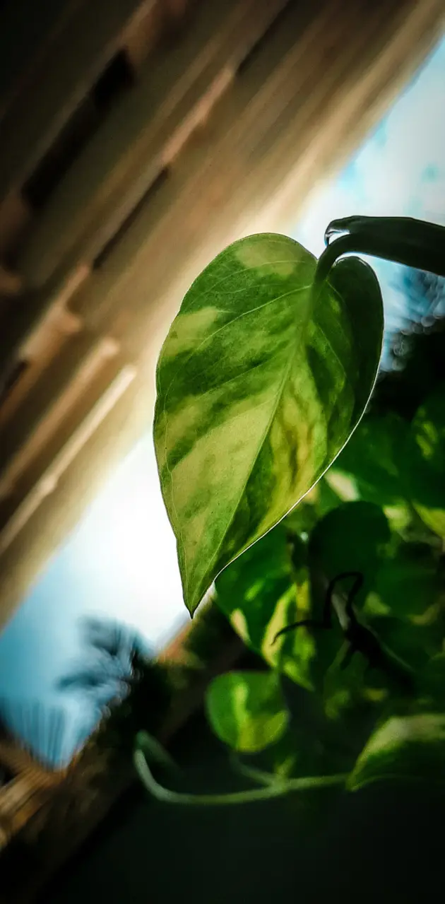 Single leaf