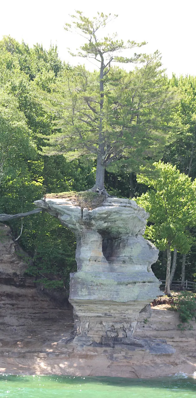 Tree at pictured rocks