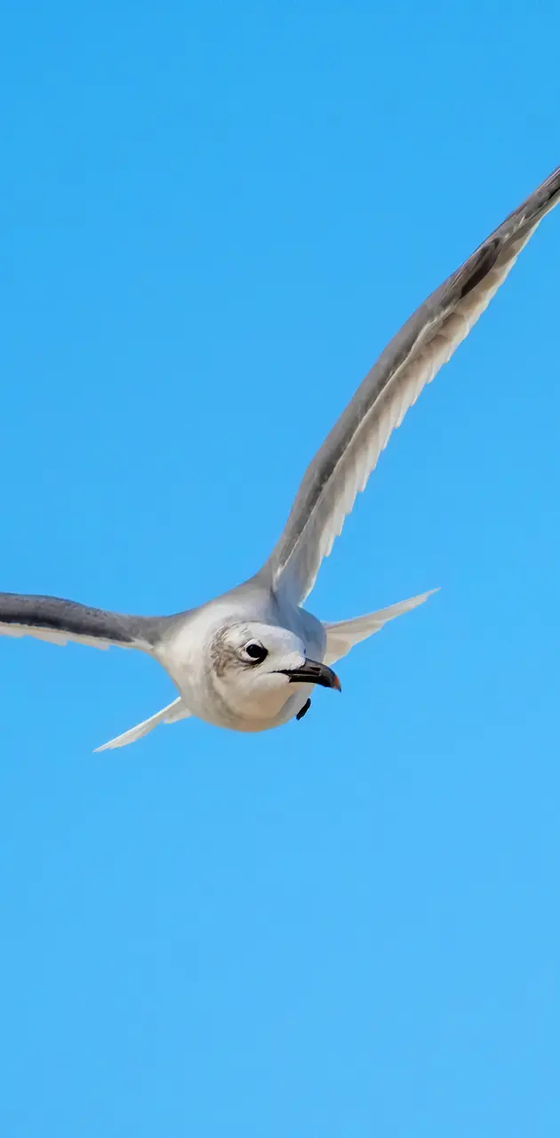 Soaring Seagull 