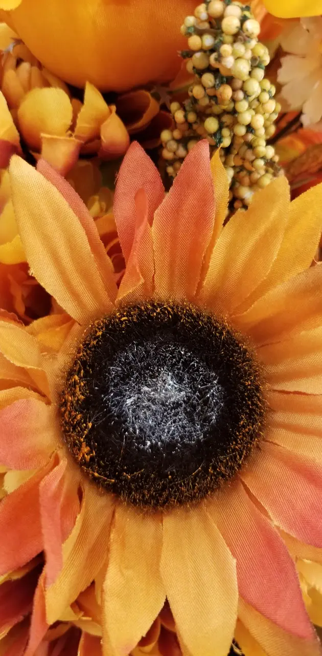 Fall Sunflower