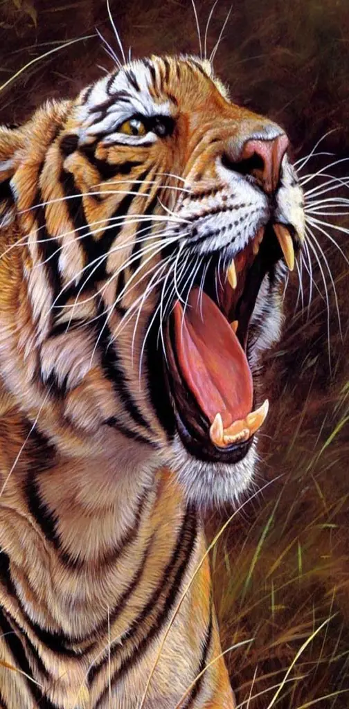 Tiger angry