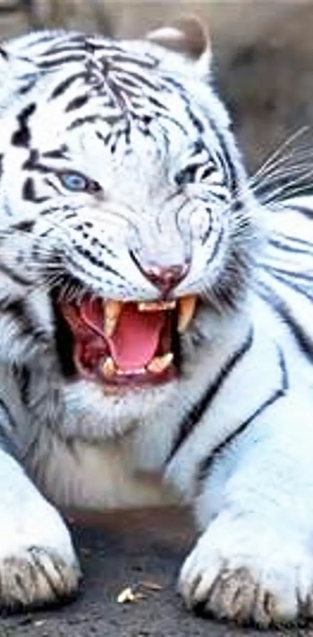 growling white tiger wallpaper