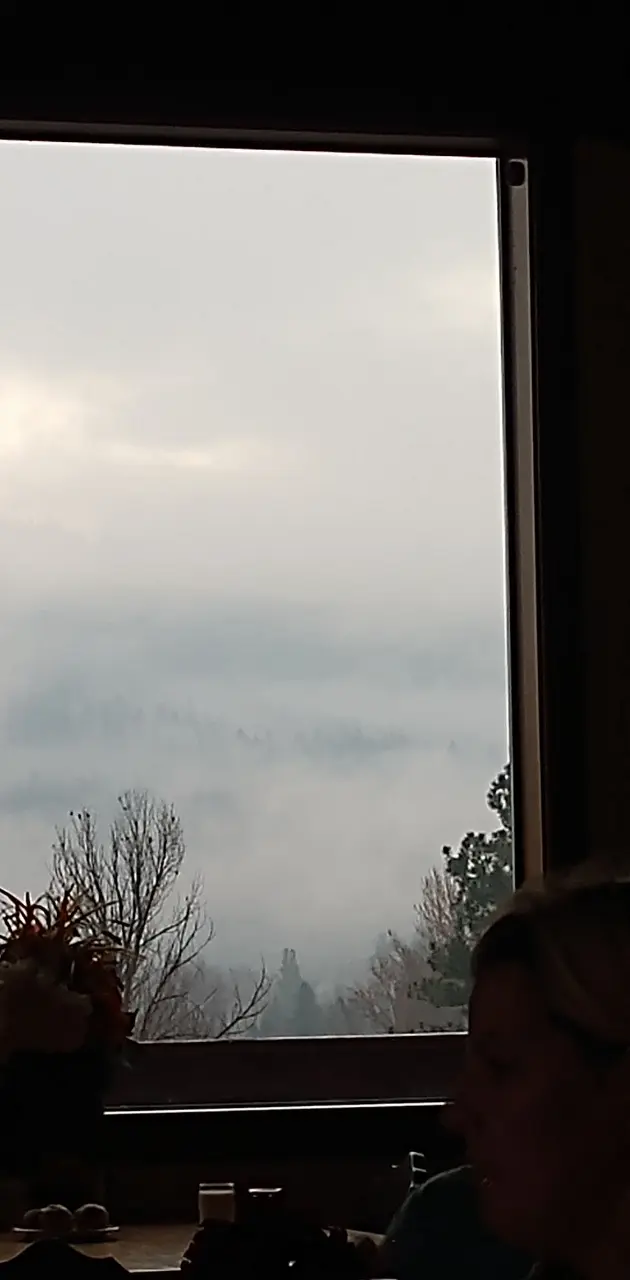 Trees through mist