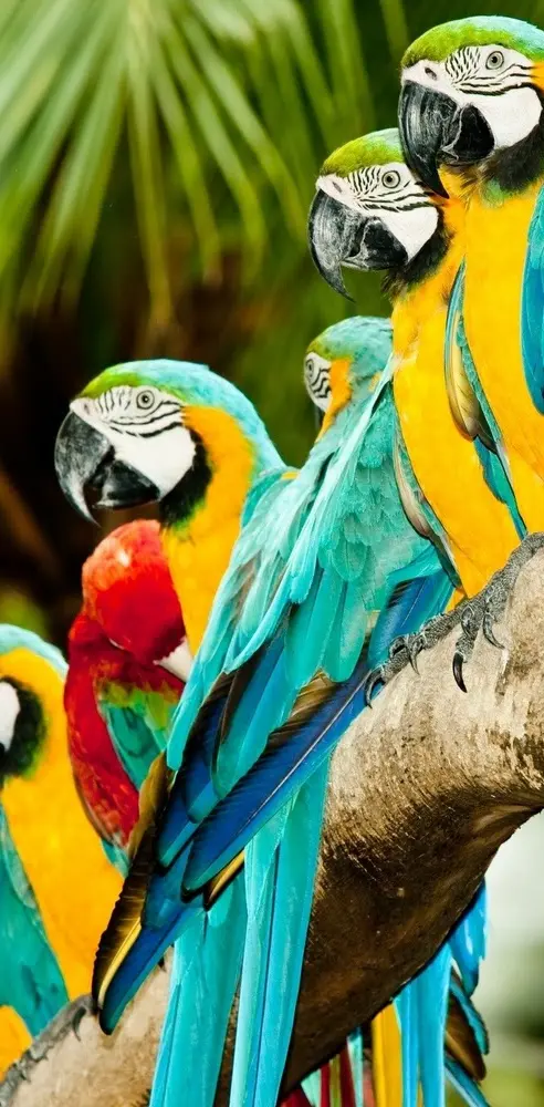 Parrots Family