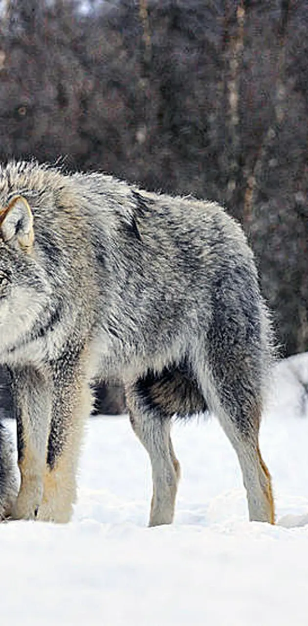 Winter Wolfs
