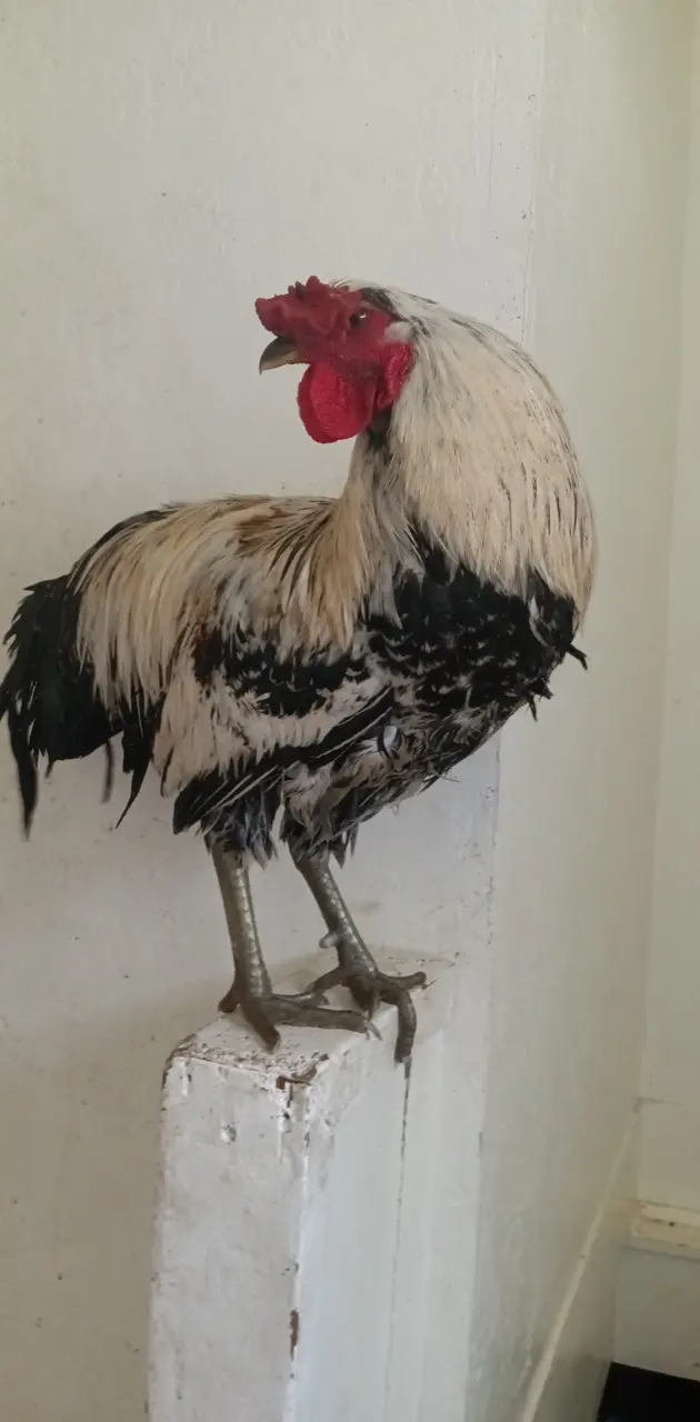 Jack the rooster