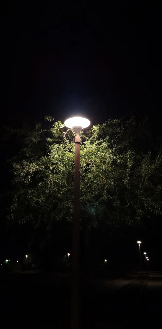 Tree Light 