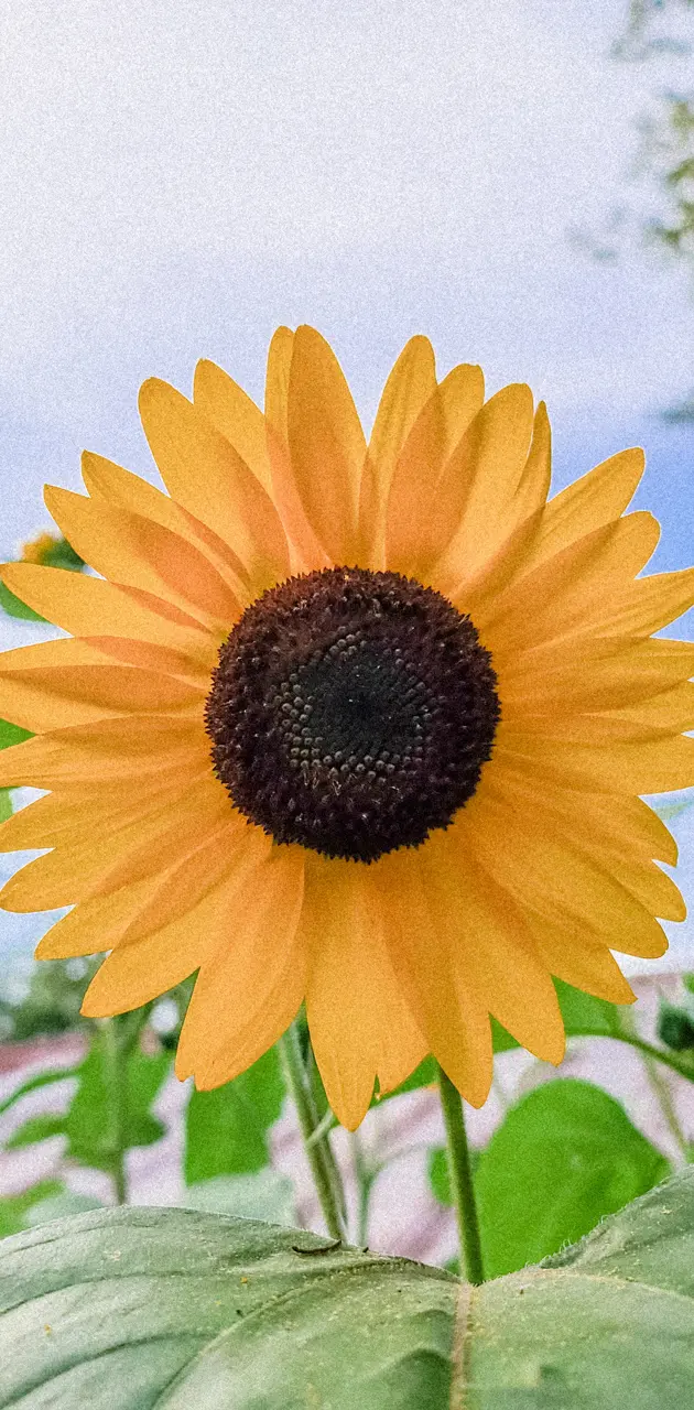 Grainy sunflower 