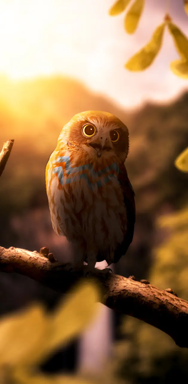 Aquarius Owl