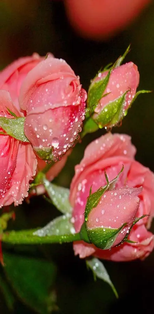 Wet Rose