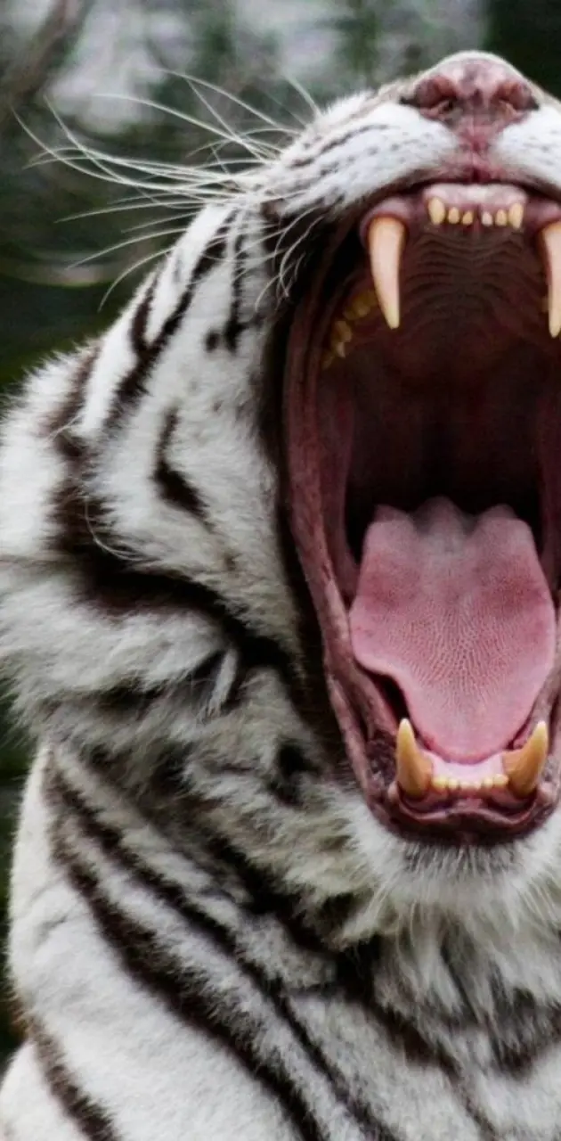 white tiger fangs