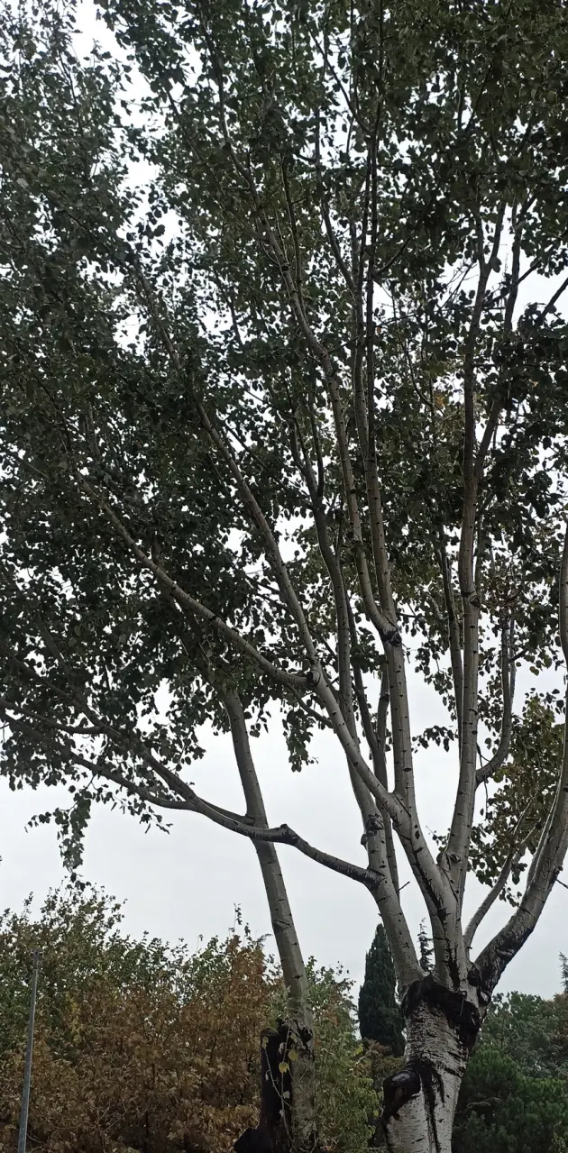 Doğa Ağaç