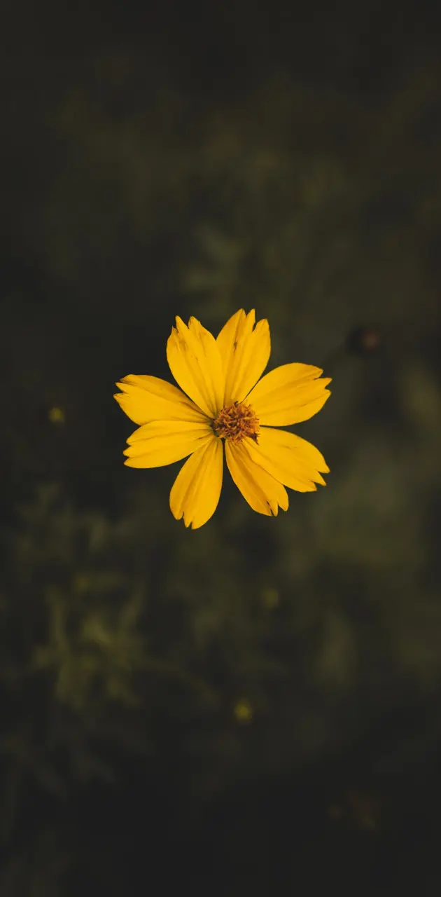 Iphone yellow flower 