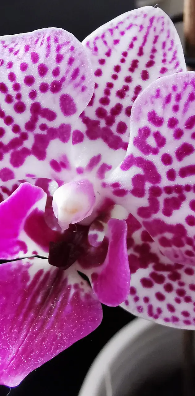 Lila flower orchid