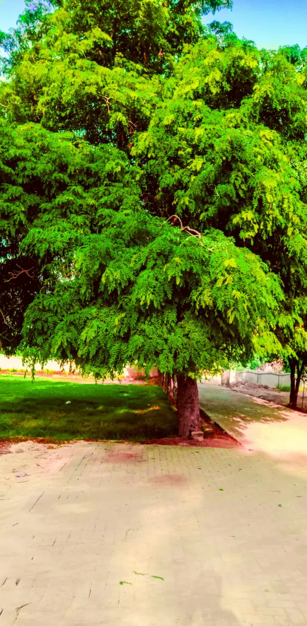 trees greenity