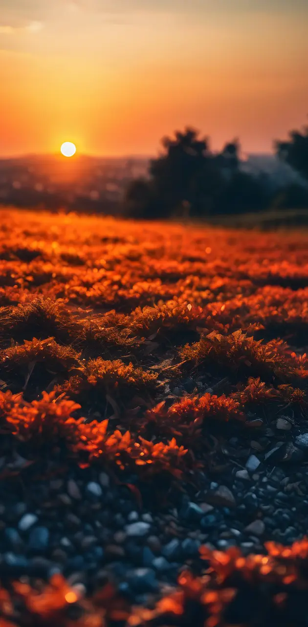Beautfil Orange sunset