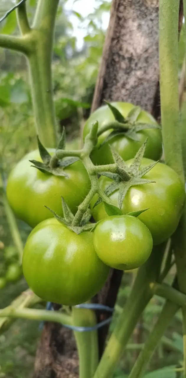 green tomato 