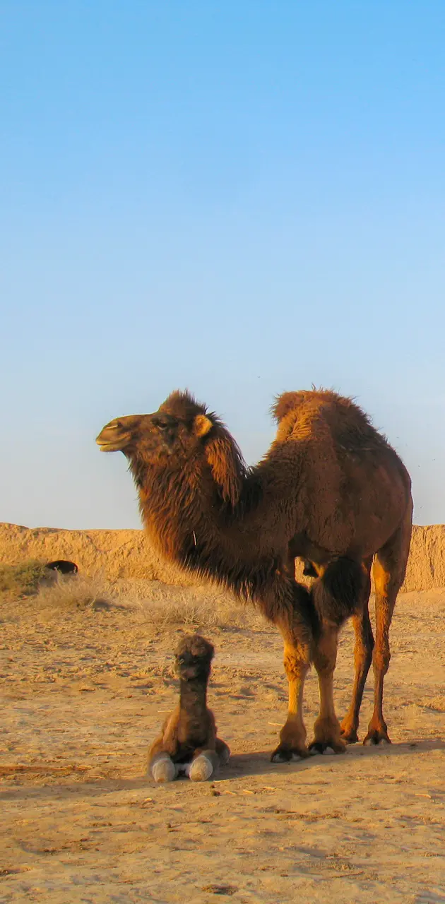 Camels In Iran